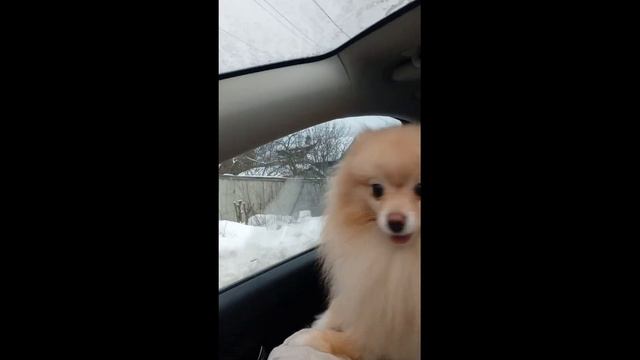 ШПИЦ ПУТЕШЕСТВЕННИК / POM TRAVELER