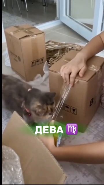 Характеристика знаков зодиака . #котики #астрология #приколы