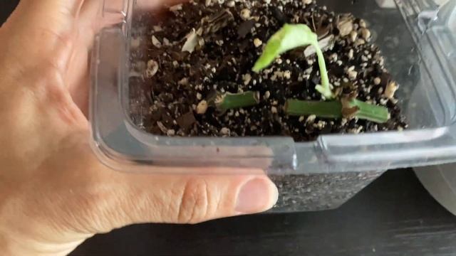 How To Propagate Epipremnum/