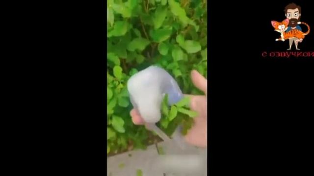 Лучшие приколы с кошками и собаками !!!  По всему Миру !!!  Часть третья.