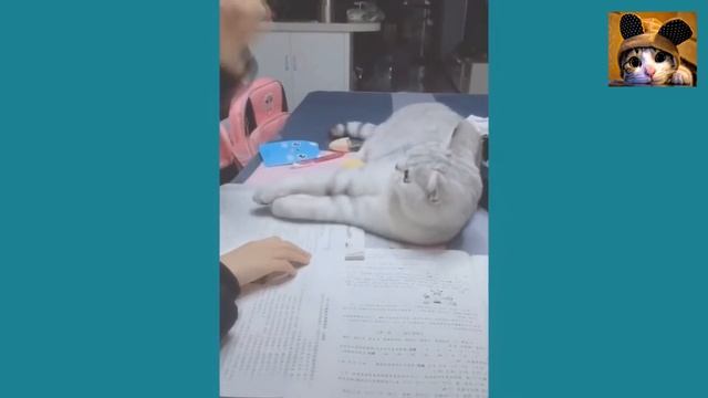 ПРИКОЛЫ С ЖИВОТНЫМИ●КОТИКИ●СМЕШНЫЕ КОТЫ●ПРИКОЛЫ С КОТАМИ●СМЕШНЫЕ КОТИКИ