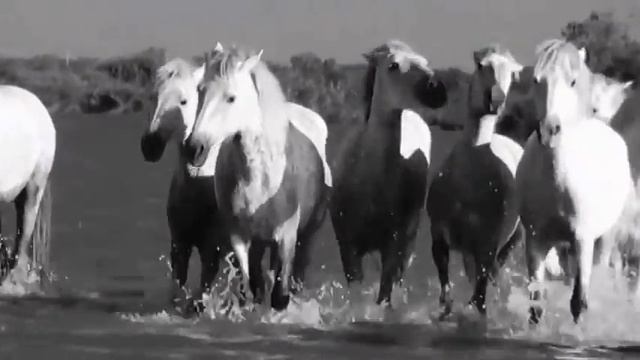 Фанданго - Бели коне