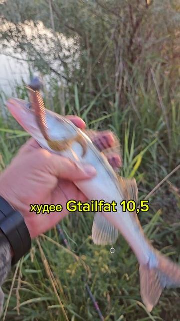 Судак и щука на джиг в Час волка. 20 июня 24 #рыбалка #fishing #щука #судак #джиг #твистер