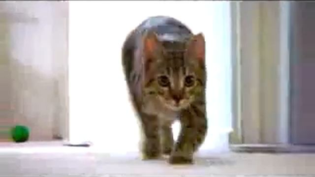 клип с котом