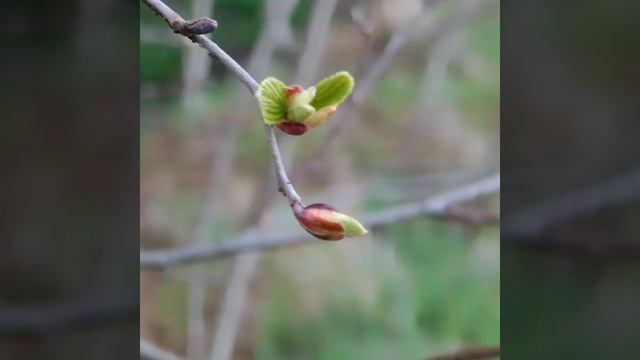 Женщина,которая не любит гостей дома.