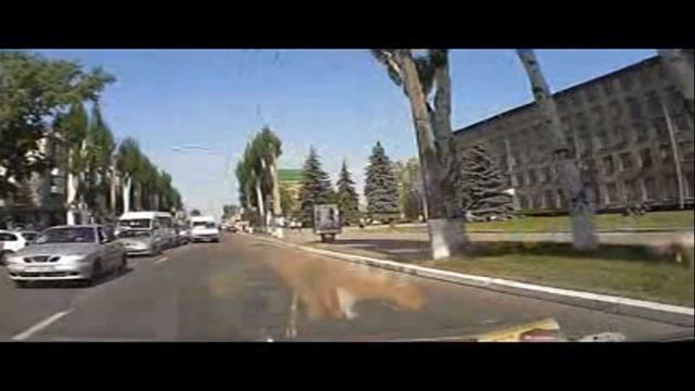 Маршрутка на финишной прямой