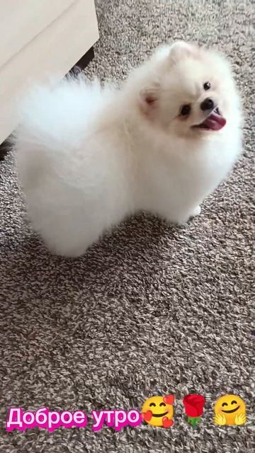 #Шпиц. Доброе всем утро🤗☺🌹