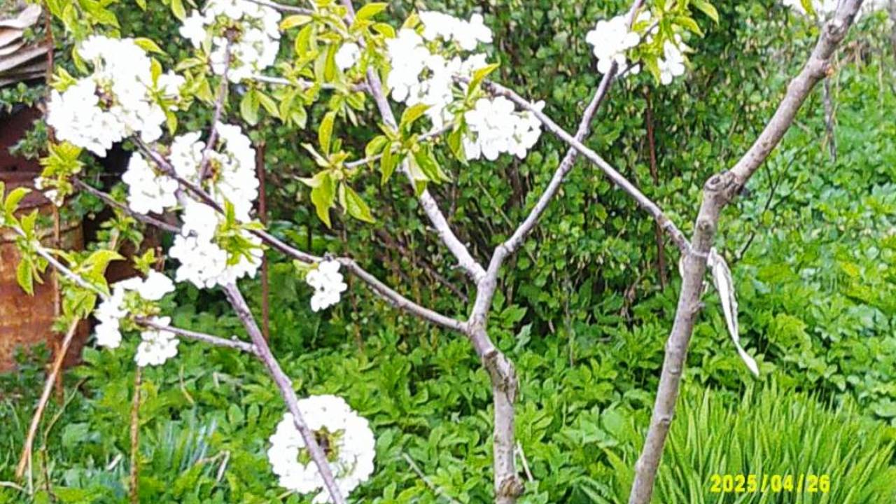 Обзор сада_конец апреля 2025 года