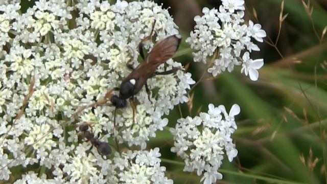 ICHNEUMON Stenocerus / Avec Une Fourmi Agressive ! BRUITX