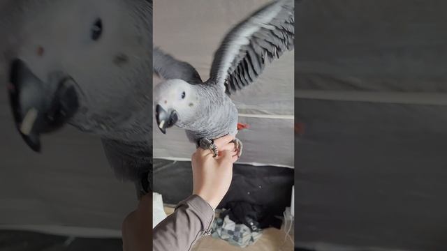 Утренняя трапеза малышей