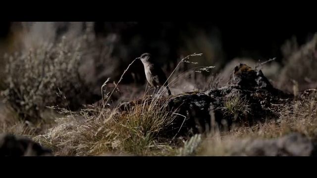 Восхождение на Килиманджаро. Февраль 2014. Тизер