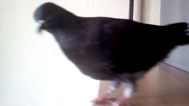 Смешной вертячный голубь | Cute Handicapped Pigeon