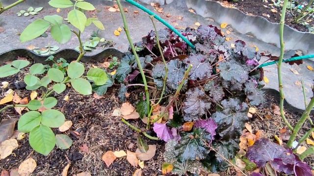 Прогулка по розарию октябрьским утром🥀🍁⛅