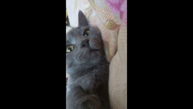 Только послушай о чем просит этот кот