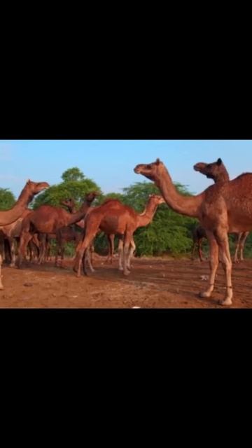 Camels #shorts