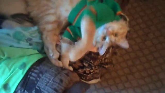 Бориска. ( хозяйка кота Сабельникова Алина)