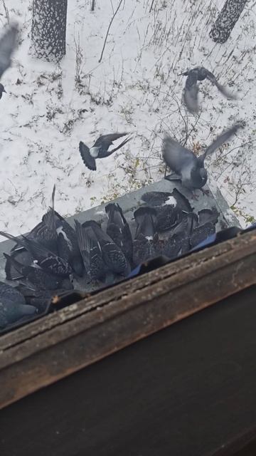 0f7a9d1b556ed7300f97e102a461cd21