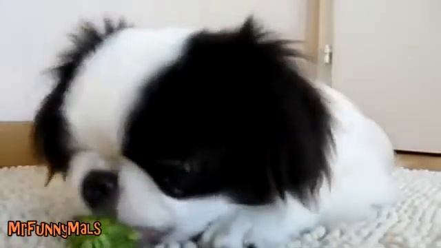 Даже собаки ненавидят брокколи, Dont Like Broccoli