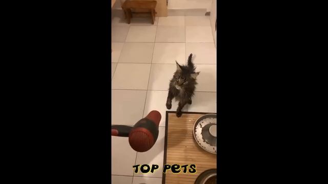 2c21a2707414cac2576a713d2ab856bf