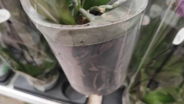 Орхидеи. Фаленопсис