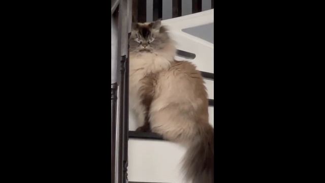 Приколы с котами | 2023 | котики | смешные животные | 10 минут хорошего настроения 😂