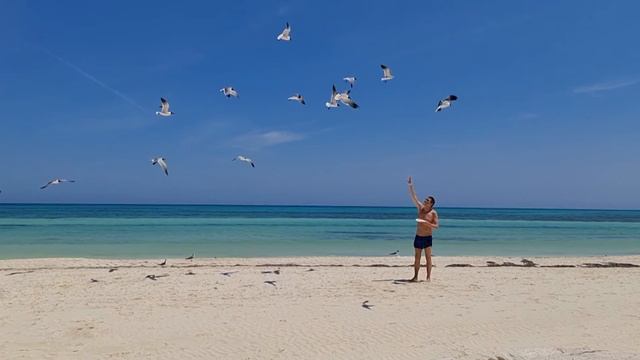 Dance With Seagulls / Танец с чайками