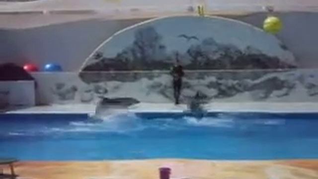 дельфины танцуют нижний брейк)))