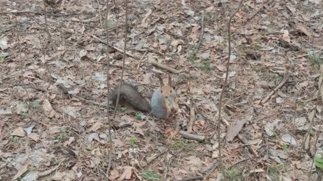 Белочка-рыжелочка. Экопарк г.Тюмень