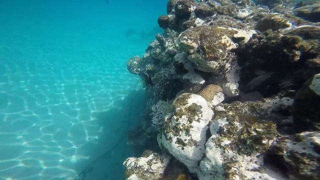 Подводный мир - Отель Barceló Tiran Sharm - клип 2