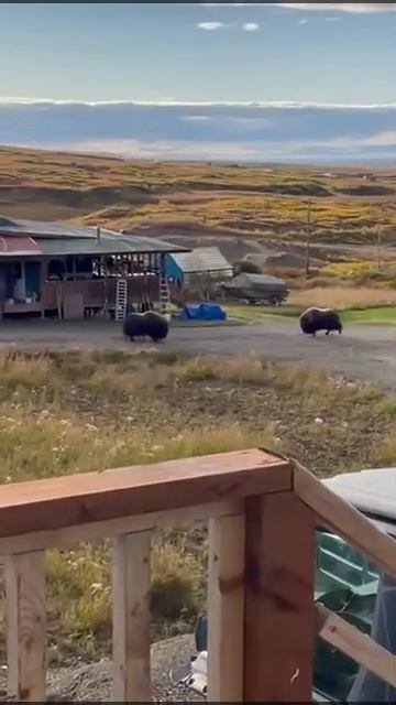Схватка овцебыков посреди поселка.Una Pelea De Ovejas En Medio Del Pueblo.Уулусса барааннар.