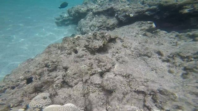 Подводный мир - Отель Barceló Tiran Sharm - клип 5