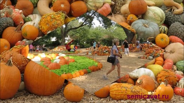 🌽😚 Великая Тыква в Далласском Дендропарке. Деревня Тыква