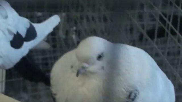 7b6f085d5403a17112ab26df3cd6cab3