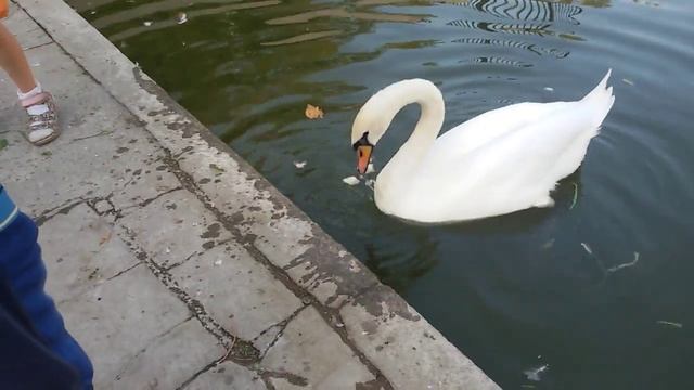 Лебедь#кормим#Это#Круто# Люблю#лебедей#