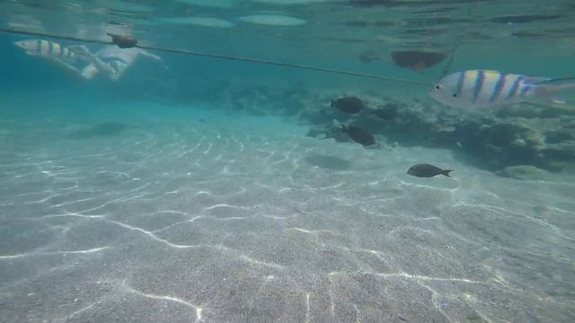 Подводный мир - Отель Barceló Tiran Sharm - клип 1