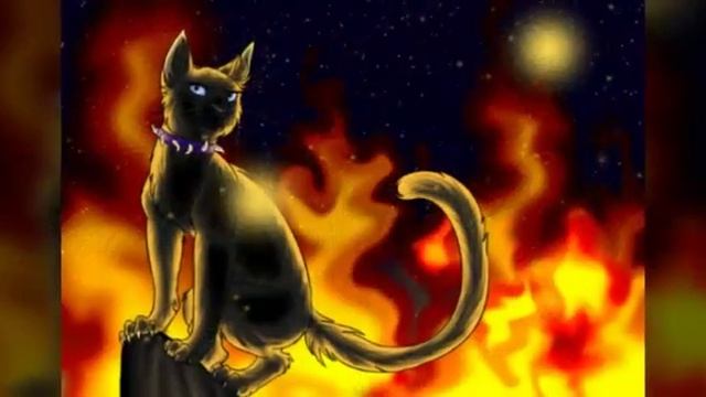 Коты воители-Бич