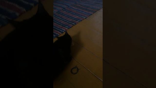 Тимоша йест чипсы прикол