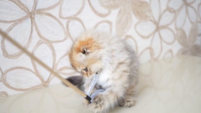 Питомник шотландцев LISSYONOK-WOOKIEE