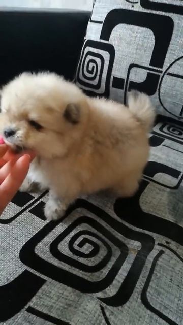 Щенок шпица 23 тыс. с документами. Мальчик