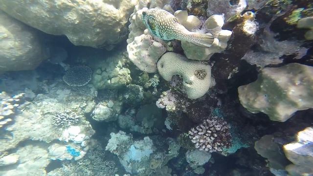 Подводный мир - Отель Barceló Tiran Sharm - клип 3