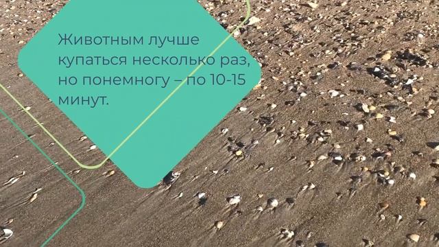 Advanced Russian: С СОБАКОЙ НА МОРЕ