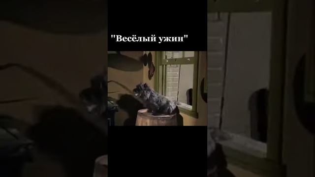 ВЕСЁЛЫЙ УЖИН. КОТ УБЕГАЕТ. ПОКАЗАЛОСЬ. ВИДЕО ПОНЯТНОЕ БЕЗ СЛОВ. КОТ. ЮМОР. ПРИКОЛЫ 2021.