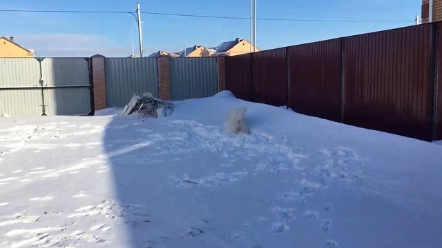 Самоед Амур. Amur The Samoyed. Мы любим снежок. We Love The Snow!