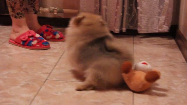 Шпиц.Девочка 2,5 мес.Girl 2.5 Months. 2