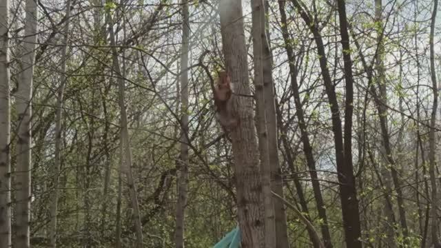 Белочка на дереве орешек грызёт