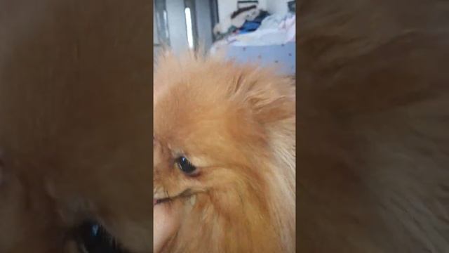 доброе утро. нарядные ушки у Принчипессы, померанский шпиц. дурдомчик