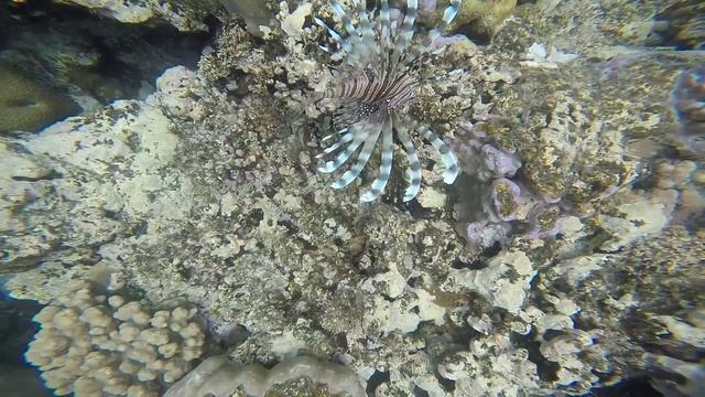 Подводный мир - Отель Barceló Tiran Sharm - клип 4