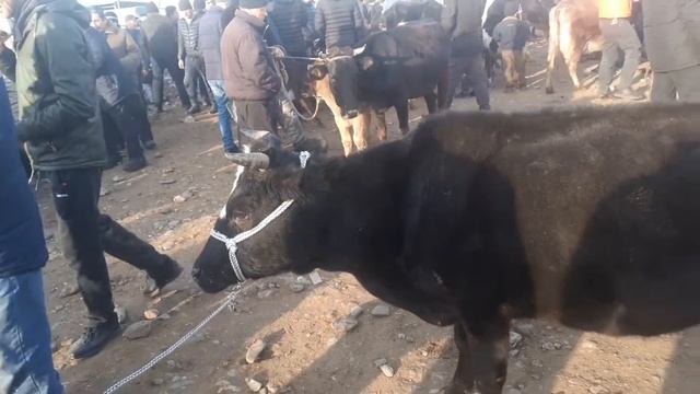 Молбозори пахтаобод регар  Буқа Барои бастан   Гови ғунаҷин гови карпат сементали арзон