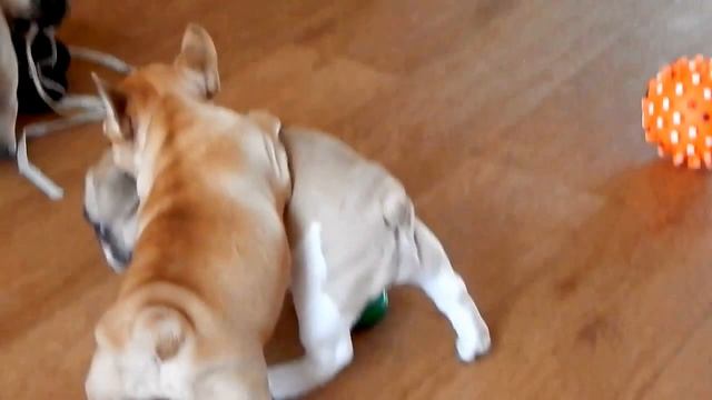 Яшка 28 февр