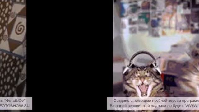 Мой кот любит хип-хоп